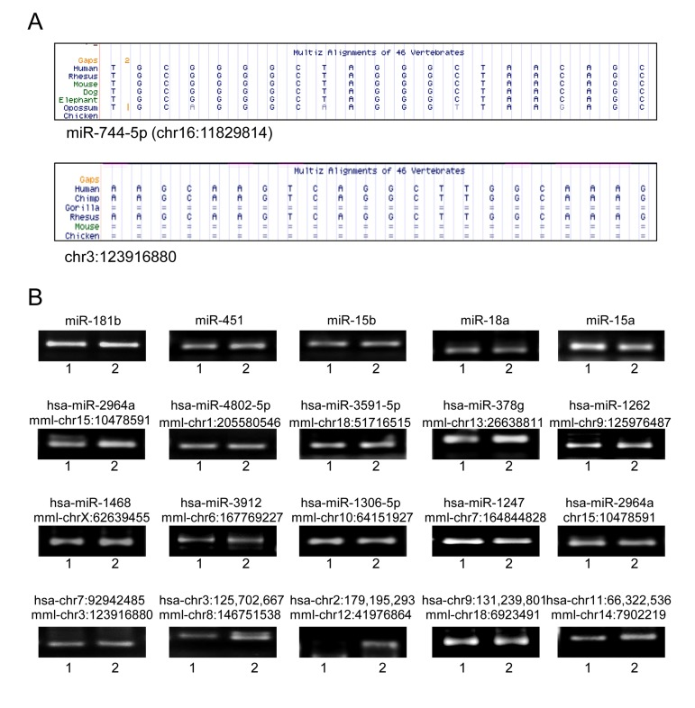 Novel miRNAs in human muscle tissues