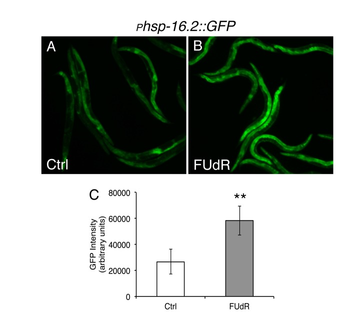 FUdR upregulates transcriptional expression of the heat shock regulated chaperone hsp16.2 after heat stress