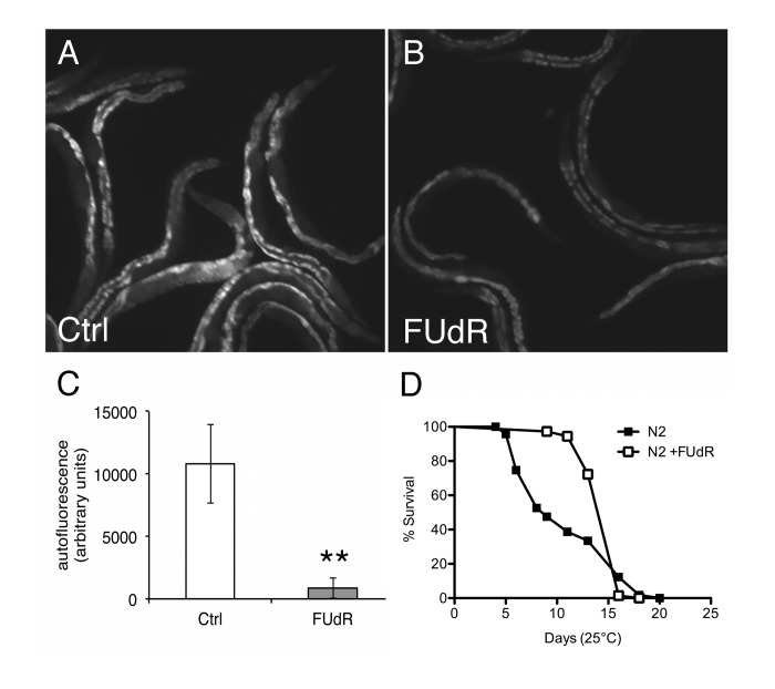 FUdR improves healthspan in wild-type animals at 25°C