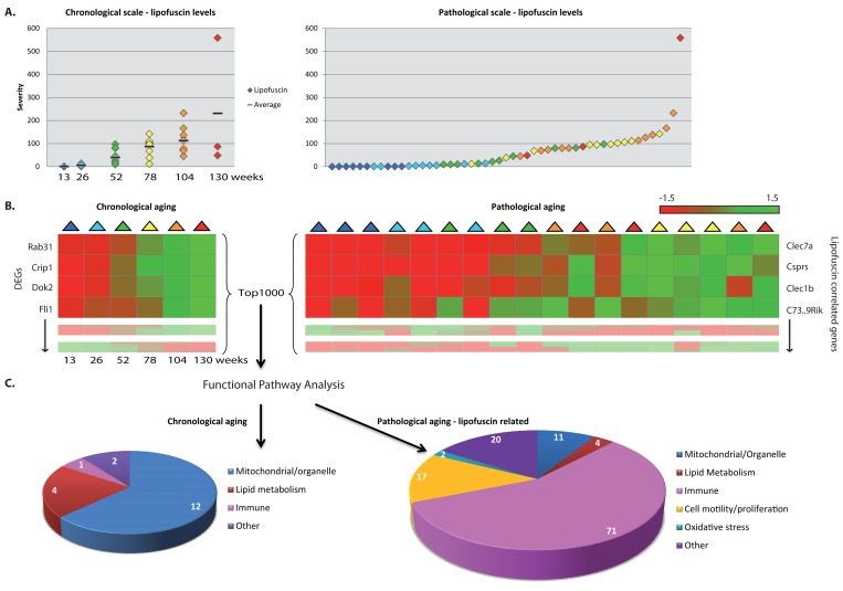 Functional pathways analyses on chronological and pathology-related scale. (A) Pathological age-related parameter lipofuscin accumulation was scored at regular intervals during aging. On average per age group lipofuscin levels increase with aging (left panel), however individual differences between chronological ages are notable (right panel). (B) Gene expression profiles were investigated according to a chronological scale (left panel, DEGs = differentially expressed genes) and pathological scale (right panel). For the latter, gene expression profiles are ranked according to correlation to the severity of the pathological parameter. (C) Functional genomics analyses using the top1000 of either chronological age-related genes or pathology-related genes indicate that besides overlapping responses, also differences are visible, e.g. immune response appeared highly correlated to hepatic lipofuscin accumulation. Numbers in diagrams represent the number of pathway hits.