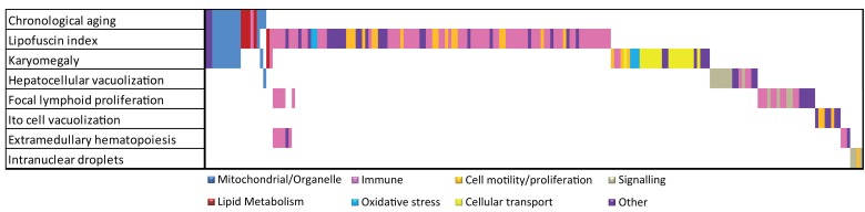 Overlap analysis of functional responses in chronological and pathology-related aging. Summarized Metacore GeneGO pathways and GO responses are color coded. For chronological and each pathological parameter in liver the functional responses are plotted. Overlapping bars represent overlapping functional responses, e.g. the majority of mitochondrial/organelle-related responses are related to chronological aging, lipofuscin accumulation and karyomegaly. Immune responses are correlated to several age-related pathologies in liver.