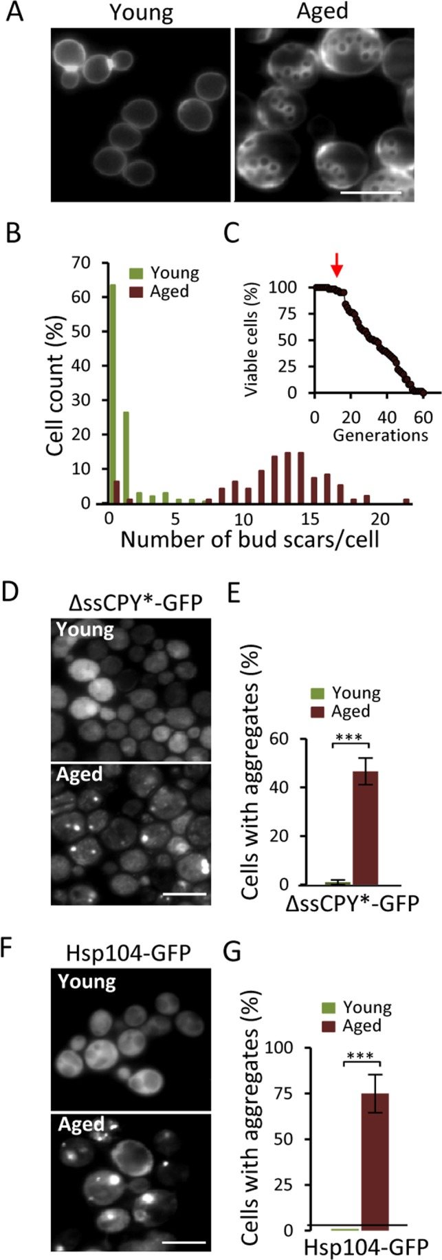 Aged yeast cells accumulate aggregates of the cytosolic UPS substrate ΔssCPY*