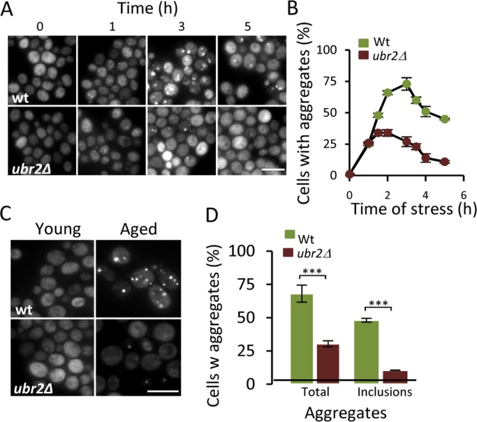 Increasing proteasome production reduces aggregate formation