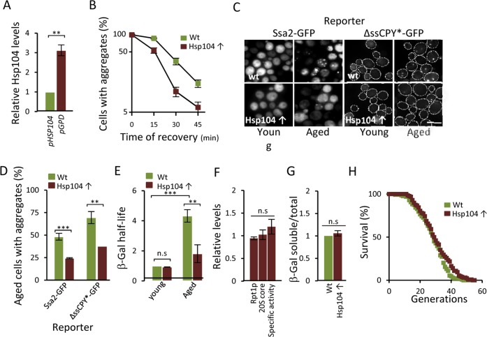 Overproducing Hsp104 mitigates aggregate accumulation and restores proteasome function in aged cells