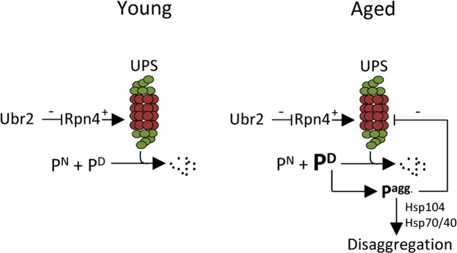 Schematic representation of how aggregated proteins might result in a negative proteostasis feedback loop