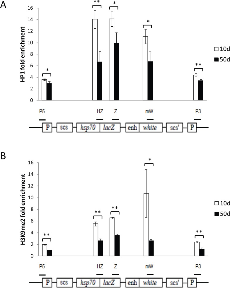 Age-related loss of gene silencing is associated with loss of repressive heterochromatin marks at the reporter construct