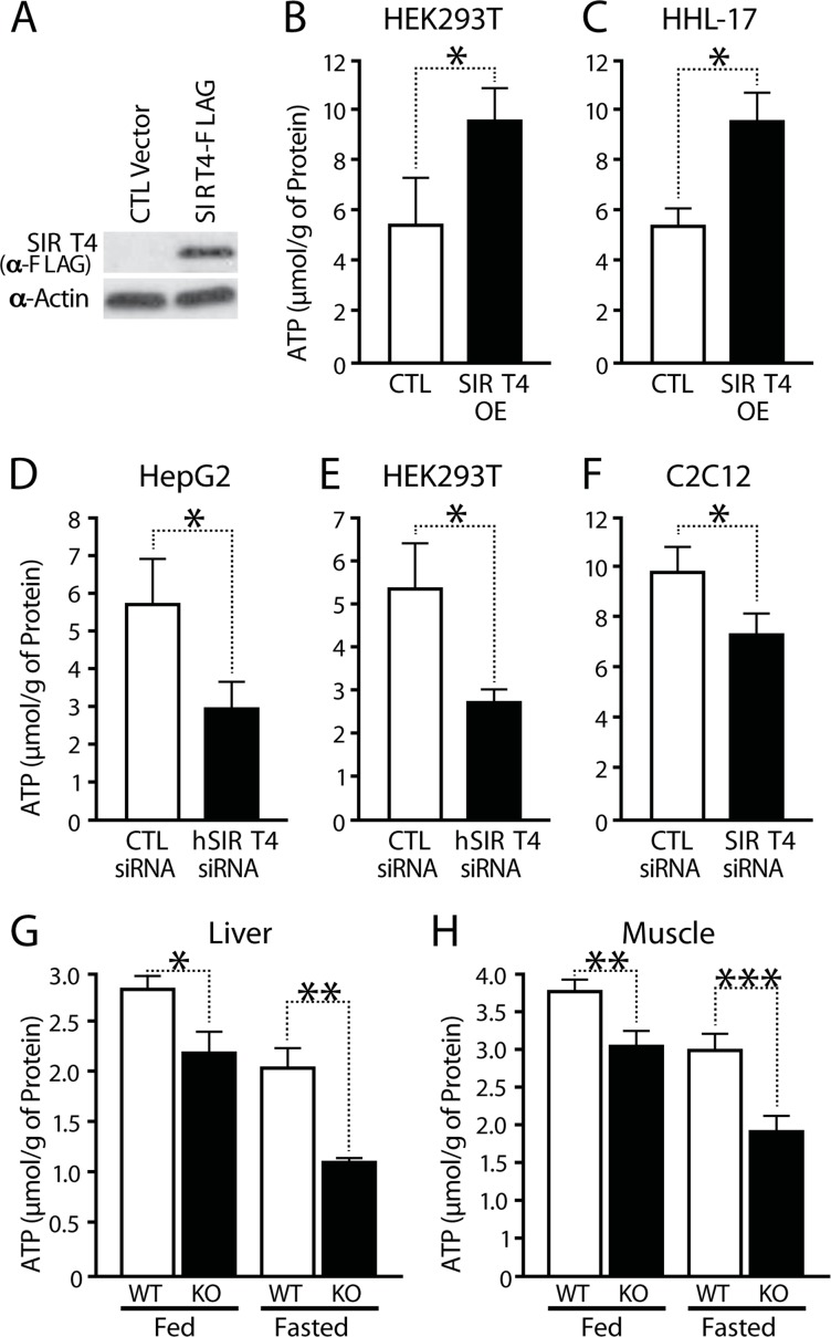 SIRT4 regulates cellular ATP levels