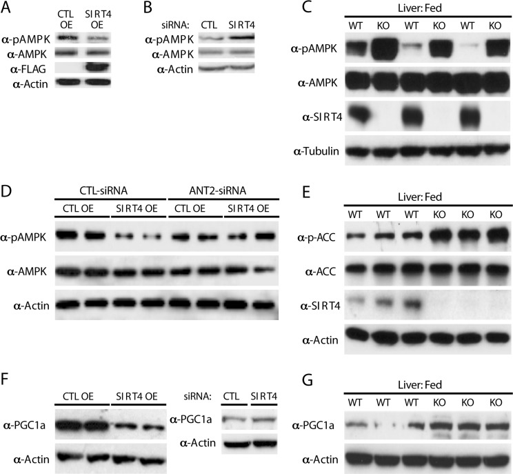 Sirt4 deficiency initiates a homeostatic feedback loop via ANT2/AMPK