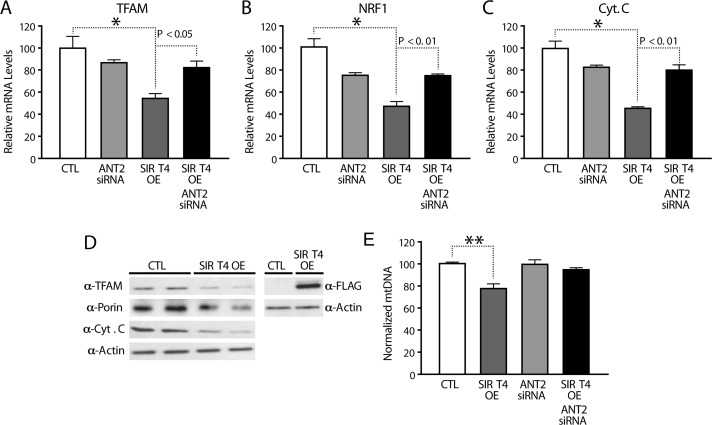 Sirt4 regulates expression of nuclear encoded mitochondrial genes in a feedback loop via ANT2/AMPK/PGC1α signaling