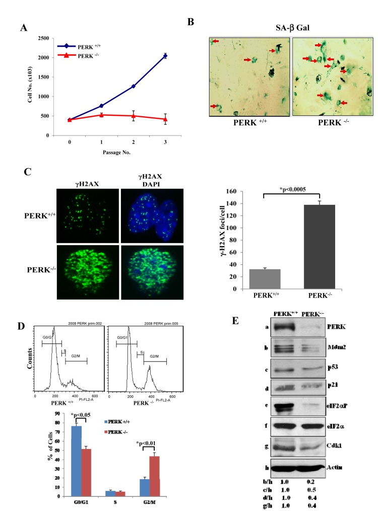 PERK deficiency impairs proliferation and induces premature senescence