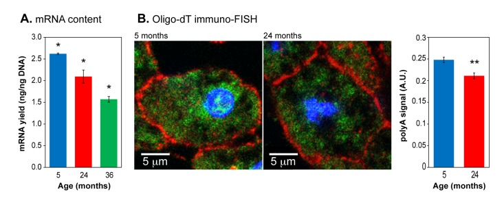 Total mRNA expression in aging liver