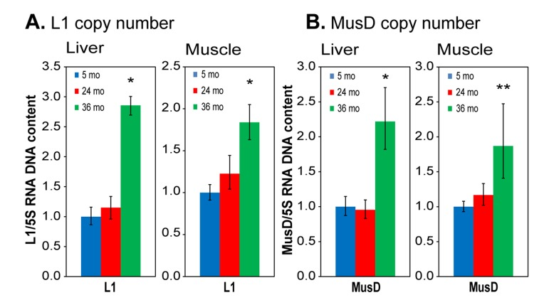 qPCR analysis of DNA to assess RTE genome copy number