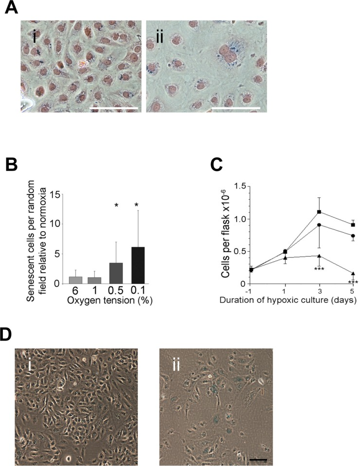 Hypoxia induced senescence