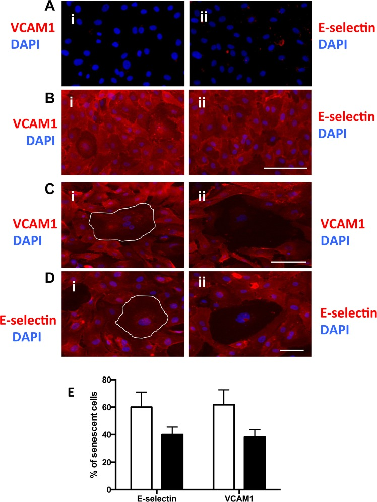 Senescent cells have altered adhesion molecule expression