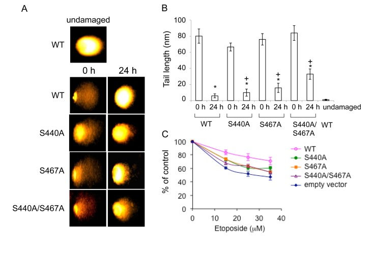 Cells overexpressing the phosphorylation mutants are moderately sensitive to etoposide