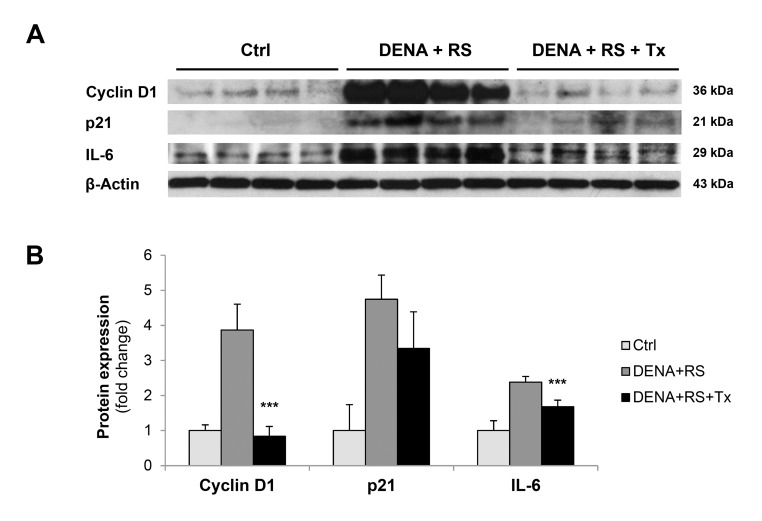 Hepatocyte transplantation reverses the RS-induced senescent phenotype