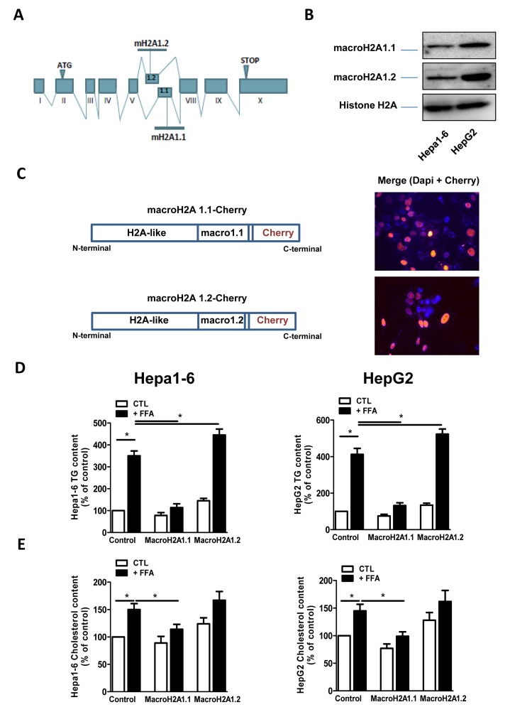 (A) Schematic representation of the structure of the macroH2A1 gene, which contains two mutually exclusive exons (macroH2A1.1 and macroH2A1.2). (B) Histone lysates were isolated from Hepa1-6 and HepG2 cells and processed for immunoblotting. Representative images for macroH2A1.1, macroH2A1.2 and histone H2A are shown. (C) Left: schematic representation of the constructs used in this study, composed of the macroH2A1.1 or macroH2A1.2 gene (made of a H2A-like domain and the relative macro domain) fused at the C-terminal to cherry protein. Right: Transient over-expression of cherry-tagged macroH2A1.1 or macroH2A1.2 constructs in Hepa1-6 cells. Nuclei were counterstained with DAPI. In the overlay image, transfected cells overexpressing macroH2A1.1 appear in pink/orange. (D) and (E) Triglyceride and cholesterol content in Hepa1-6 and HepG2 cells cells overexpressing macroH2A1 isoforms. Cells were transfected with either an empty vector (control, CTL) or with Cherry-tagged macroH2A1.1 and macroH2A1.1 constructs. 24 hours later cells were exposed to a 100 mM mixture of FFA, for an additional 24 hours. Triglyceride (D) and cholesterol (E) content were assayed using commercial kits. Results are expressed as percentage of controls, means ± SEM of four independent experiments. *p