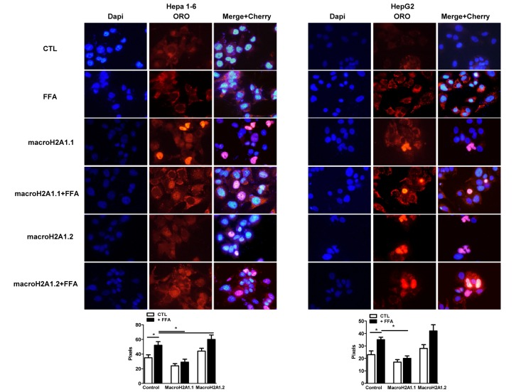 Overexpression of macroH2A1 isoforms (macroH2A1.1 or macroH2A1.2) and lipid accumulation in Hepa1-6 cells and HepG2 cells. Upper panels: cells were transiently transfected with Lipofectamine with either an empty vector (control, CTL) or with Cherry-tagged macroH2A1.1 and macroH2A1.1 constructs. 24 hours post transfection cells were exposed to a 100 mM 1:1 mixture of oleic acid/linoleic acid (FFA) conjugated with albumin, for an additional 24 hours. Cells were then fixed, nuclei stained with DAPI (blue) and lipids with ORO. Overlay of Cherry tagged macroH2A1-transfected nuclei and DAPI staining is observed in pink. Lower panel: quantifications of ORO stained areas are means ± SEM of 1000 cells per condition. *p