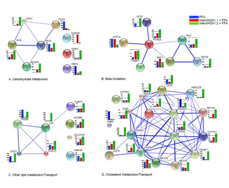 Differential effects of macroH2A1.1 and macroH2A1.2 on the expression of genes involved in lipid and carbohydrate metabolism in Hepa1-6 cells. 84 genes contained in a commercially available fatty liver array were measured by qRT-PCR in Hepa1-6 cells transiently transfected and treated with FFA, as described in the legends of Figures 1 and 2. Results were clustered in four functional processes (carbohydrate metabolism, A; beta-oxidation, B; lipid metabolism, C; cholesterol transport, D), built on a number of complementary system analyses of biological pathways (see Supplemental Materials and Methods). Results of gene expression in each histogram are represented as % of the FFA-treated mock-transfected (blue), FFA-treated macroH2A1.1-overexpressing (green) or FFA-treated macroH2A1.2 – overexpressing (red) condition related to their respective untreated controls. Results are expressed as percentage of controls, means ± SEM of two independent experiments. *p