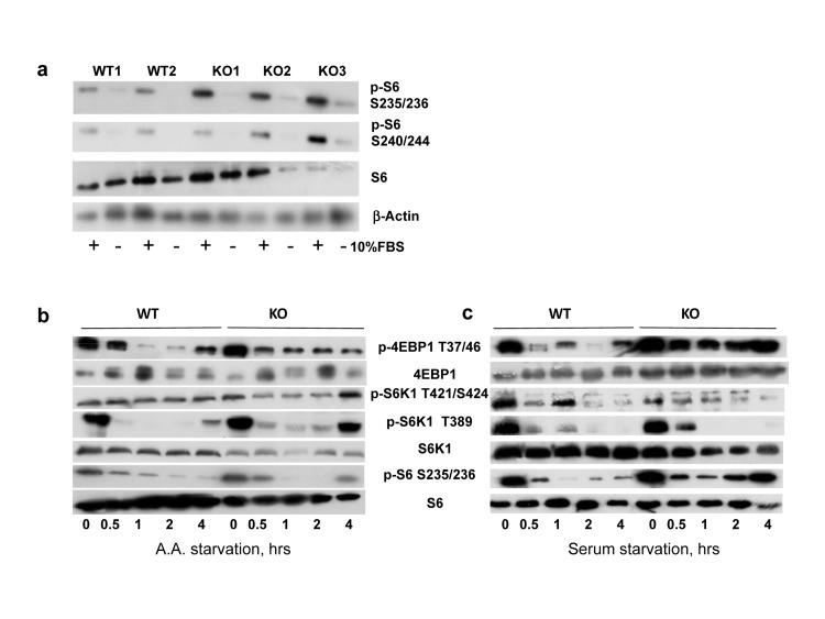 BMAL1 is negative regulator of TORC1 activity in cells