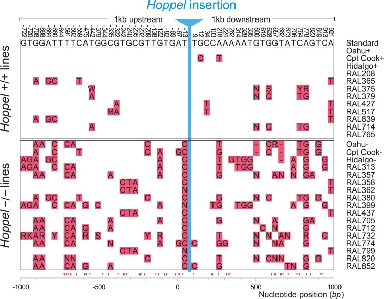 Hoppel insertion in Indy shows evidence for positive selection at the sequence level