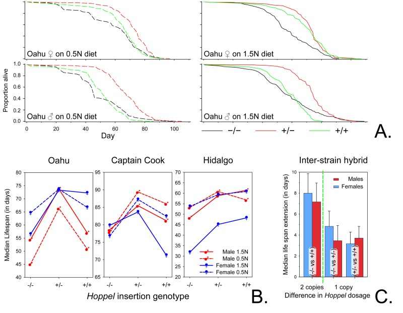 Hoppel insertion extends life span