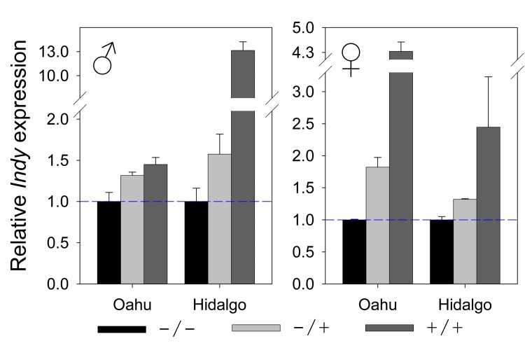 Hoppel insertion is positively correlated with Indy expression levels