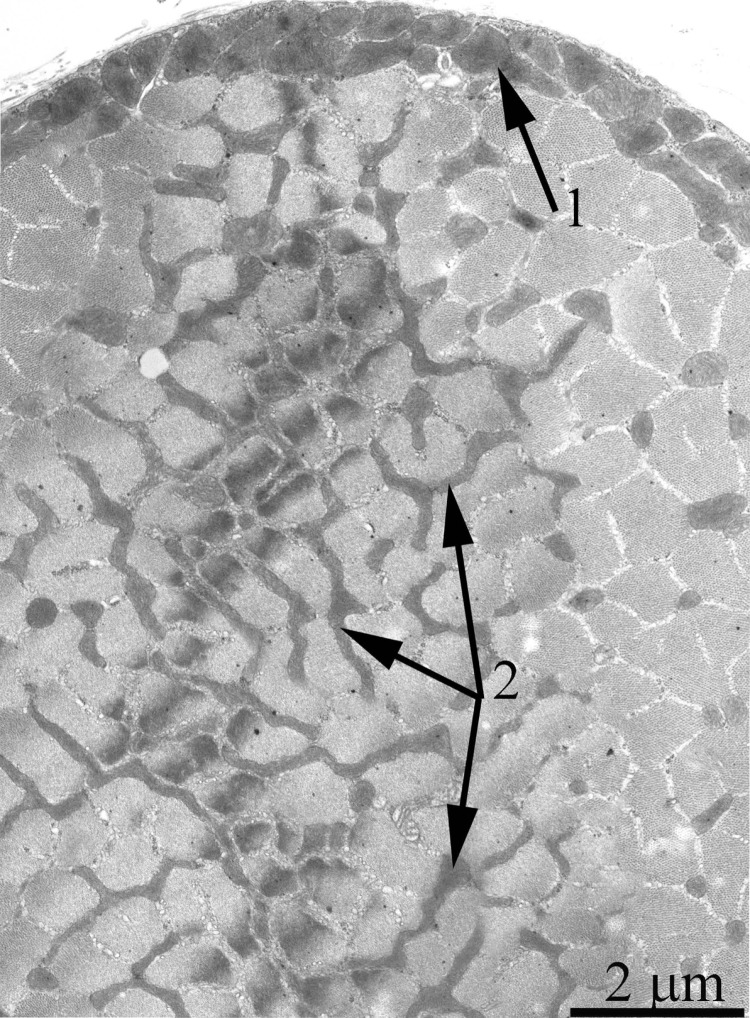 Cross-section of a muscle fiber of a 3-month-old Wistar rat. The arrows indicate: subsarcolemmal population of mitochondria (1); interfibrillar stretched mitochondria (2).