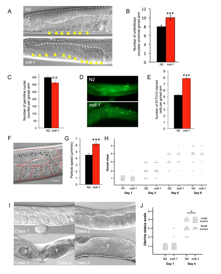 mdl-1 causes hyperplasia and hypertrophy