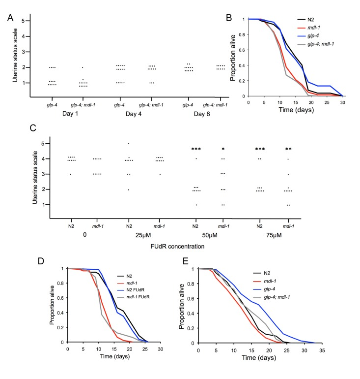 No effect of uterine tumors on lifespan