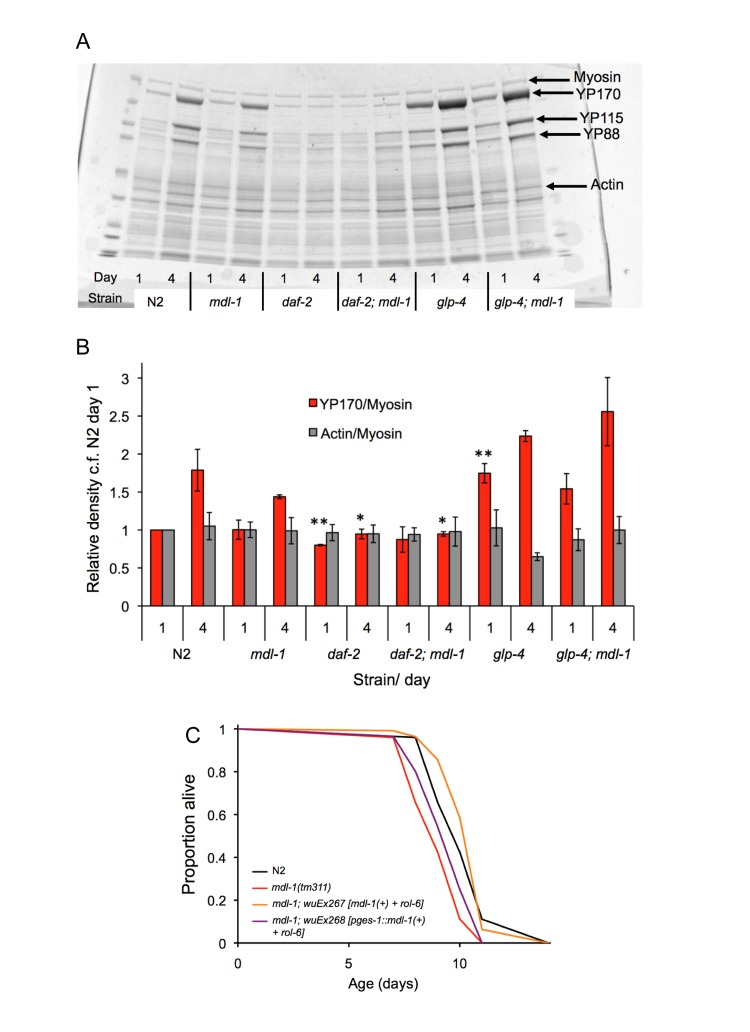 Tests for action of mdl-1 in the intestine