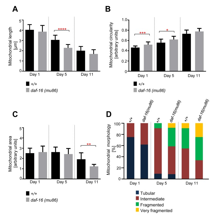 Age-dependent mitochondrial changes occur faster in daf-16(mu86) animals