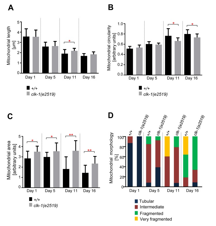 Age-dependent mitochondrial changes occur slower in clk-1(e2519) animals