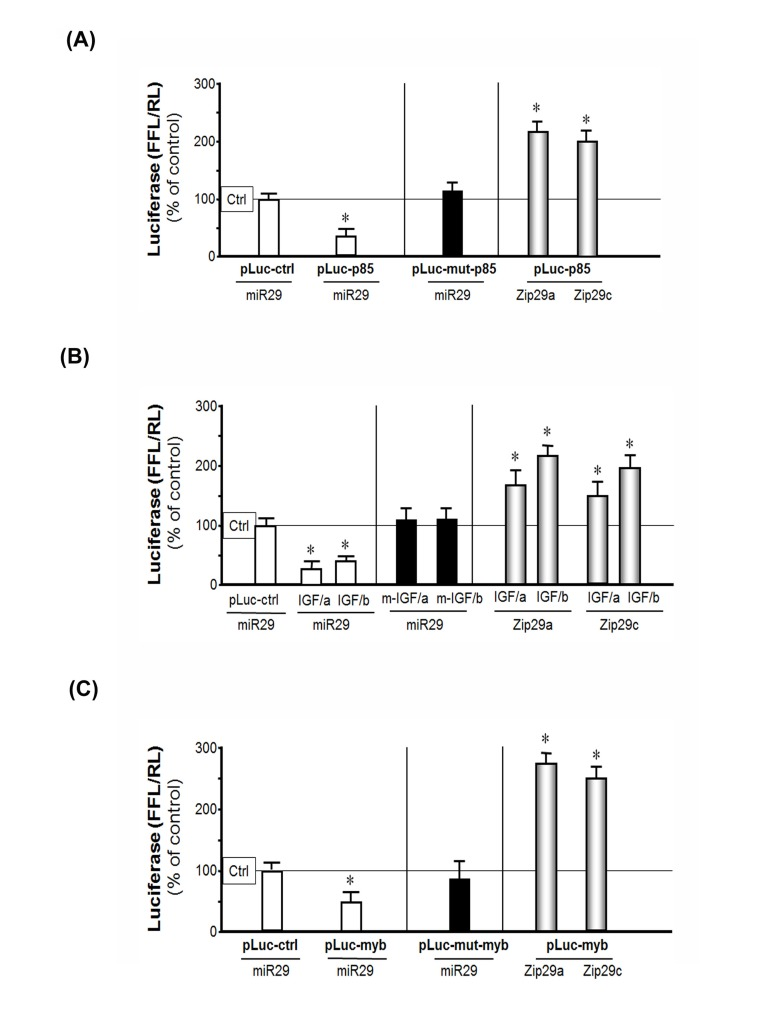 miR-29 binds to the 3'-UTR of p85α, IGF-1 and B-myb in MPCs suppressing their translation (luciferase activity)