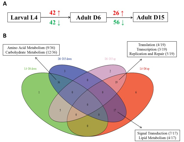 The summary of up- and down- regulated pathways based on GSEA during aging