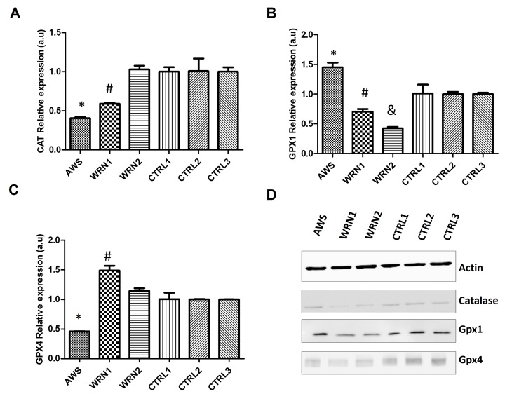 Analysis of the peroxide detoxifying enzymes in atypical Werner syndrome and Werner syndrome fibroblasts