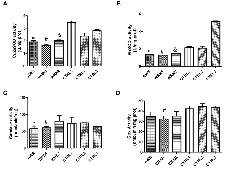 Analysis of the main antioxidant enzyme activities in atypical Werner syndrome and Werner syndrome fibroblasts