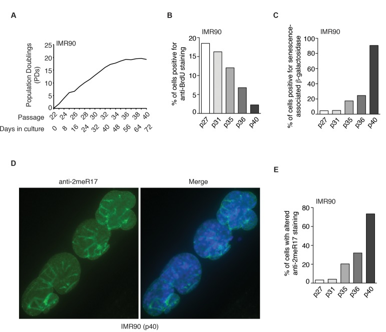 The altered nuclear staining of methylated TRF2 is a general characteristics of replicative senescence. (A) Growth curve of IMR90 cells. IMR90 cells (p22) were passaged every four days continously for 72 days. (B) Quantification of percentage of IMR90 cells with BrdU incorporation. A total number of 952, 1027, 1146, 1720 and 1418 cells were scored for passages 27, 31, 35, 36 and 40, respectively. (C) Quantification of percentage of IMR90 cells with senescence-associated β-galactosidase staining. A total number of 1887, 1606, 1286, 1712 and 1047 cells were scored for passages 27, 31, 35, 36 and 40, respectively. (D) Analysis of indirect immunofluorescence with anti-2meR17 antibody in senescent IMR90 (p40) cells. Cell nuclei were stained with DAPI in blue. (E) Quantification of percentage of IMR90 cells with altered nuclear staining of methylated TRF2. A total number of 952, 1027, 1146, 1720 and 1418 cells were scored for passages 27, 31, 35, 36 and 40, respectively.