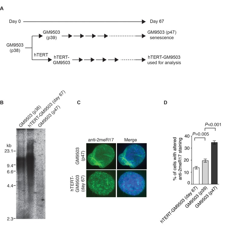 Introduction of hTERT into normal primary fibroblast cells suppresses the formation of senesence-associated altered nuclear staining of methylated TRF2. (A) Schematic diagram of the experimental setup. At day 0, GM9503 cells were infected with retrovirus expressing hTERT, generating hTERT-GM9503 cells. Both GM9503 and hTERT-GM9503 cells were cultured continuously for 67 days. (B) Genomic blots of telomeric restriction fragments from GM9503 (p38), GM9503 (p47) and hTERT-GM9503 at day 67. About 3 μg of RsaI/HinfI-digested genomic DNA from each sample was used for gel electrophoresis. The DNA molecular size markers are shown to the left of the blots. (C) Analysis of indirect immunofluorescence with anti-TRF2-2meR17 antibody. Cell nuclei of GM9503 and hTERT-GM9503 were stained with DAPI in blue. (D) Quantification of percentage of cells with altered nuclear staining of methylated TRF2. At least 900 cells in triplicate were scored in blind for each cell line as indicated. Standard deviations from three independent experiments are indicated.