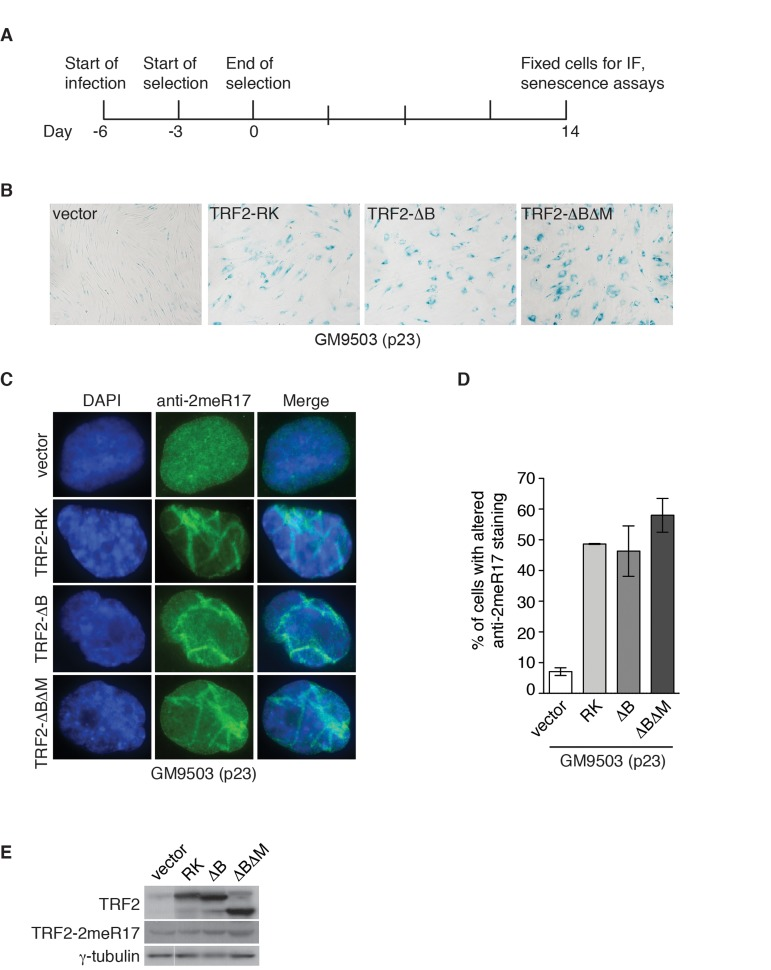 Dysfunctional telomeres induce altered nuclear staining of methylated TRF2. (A) Schematic diagram of experimental setup. GM9503 cells (p23) were infected with retrovirus expressing various TRF2 mutant alleles at day -6. After the three-day selection ended on day 0, the cells were cultured for 14 days and then subjected to analysis of immunofluorescence (IF) and cellular senescence. (B) Senescence-associated β-galactosidase assays of GM9503 cells overexpressing the vector alone or various TRF2 mutant alleles as indicated. (C) Indirect immunofluorescence with anti-TRF2-2meR17 antibody in fixed GM9503 cells overexpressing the vector alone or various TRF2 mutant alleles as indicated. Cell nuclei were stained with DAPI in blue. (D) Quantification of percentage of cells with altered nuclear staining of methylated TRF2. A total of 1000 cells in triplicate were scored in blind for each cell line. Standard deviations from three independent experiments are indicated. (E) Western analysis of GM9503 cells overexpressing various TRF2 mutant alleles as indicated. Immunoblotting was carried out with anti-TRF2, anti-TRF2-2meR17 or anti-γ-tubulin antibody.