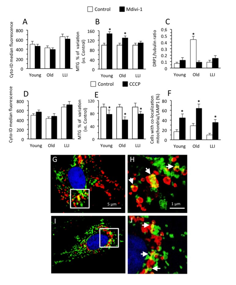 Modulation of mitochondria fusion and fission processes