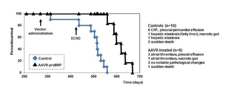 Cumulative survival curves