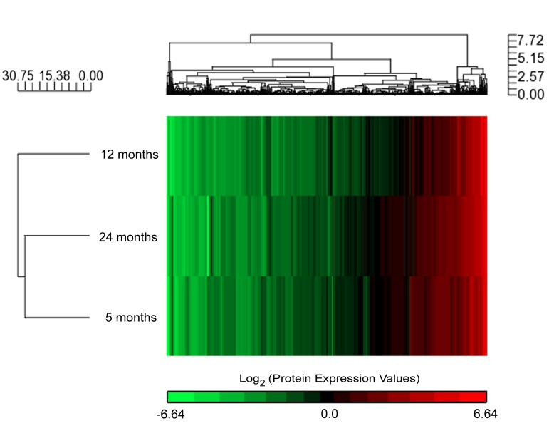 Aging associated synaptic mitochondrial proteomic changes