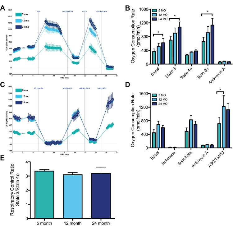 Effects of aging on synaptic mitochondrial bioenergetics