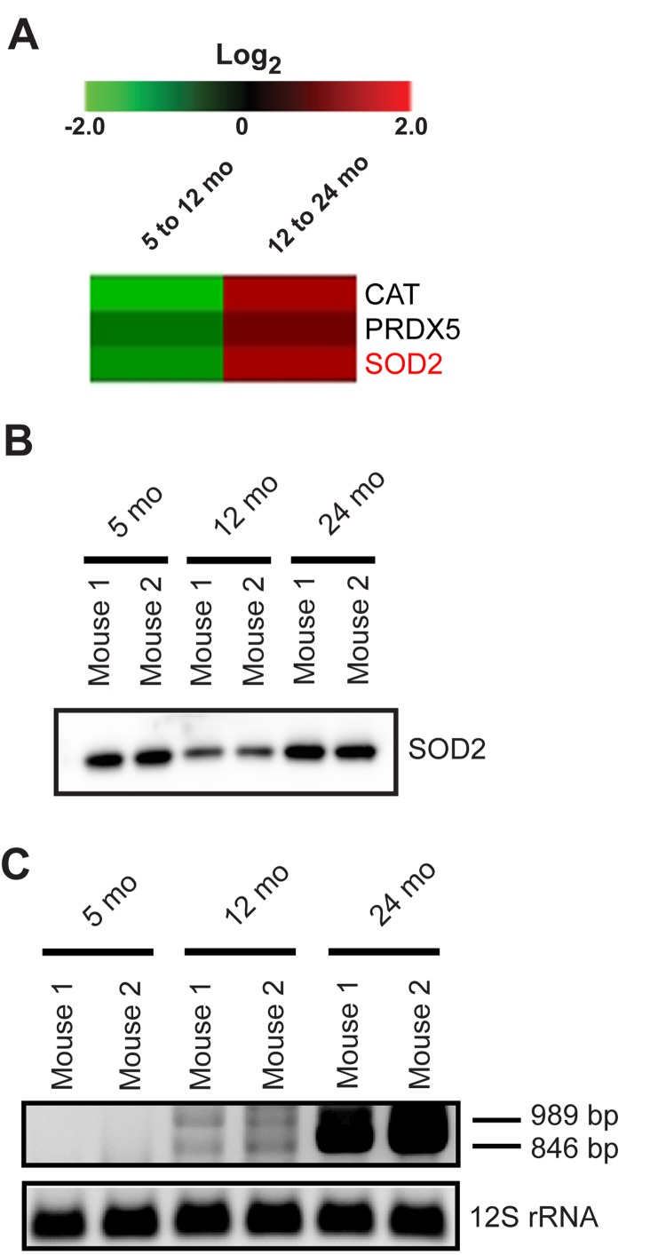 Mitochondrial antioxidant proteins and mtDNA deletions in aging synaptic mitochondria