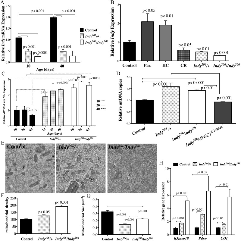 Indy reduction is associated with increased dPGC-1 levels and mitochondrial biogenesis. (A) Indy mRNA levels in the midgut of yw control, Indy206/+ and Indy206/Indy206 female flies at 10 and 40 days determined by qPCR. Controls show an age-related increase in Indy mRNA, which is absent in the mutant midgut (n=3, 25 guts per replicate. pB) Indy mRNA levels in yw control flies on a regular diet, after overnight exposure to paraquat, HC and CR, and Indy206/+ and Indy206/Indy206 mutant flies at 20 days. Paraquat and HC significantly increases and CR significantly reduces Indy transcript levels in the midgut of control female flies (n=3, 25 guts per replicate pC) dPGC-1 mRNA levels in female yw control, Indy206/+ and Indy206/Indy206 mutant midguts at 10, 20 and 40 days. There is a significant age-related decrease in dPGC-1 mRNA in control flies by 40 days (p Indy206 mutants, which show increased dPGC-1 mRNA levels compared to controls at all ages (pD) Mitochondrial (COI) and nuclear (GAPDH) DNA ratio determined by qPCR. Indy206/+ and Indy206/Indy206 mutant females show significant increases in mitochondrial DNA copy number, compared to yw control or Indy206/dPGC-1KG08646 mutant flies (pE) Electron micrographs of control, Indy206/+ and Indy206/Indy206 midguts at 20 days imaged at 10,000x. Scale bar represents 11μm. (F) Mitochondrial density (mitochondrial number/counted cell volume X100) as assessed by point counting in Image J. There is a significant increase in mitochondrial number in Indy206/+ and Indy206/Indy206 mutant midgut tissue at 20 days (p 25 cells per guts). (G) Indy206/+ and Indy206/Indy206 mutants have significantly smaller mitochondria at 20 days in midgut tissue assessed by point counting in Image J. (p25 cells per gut). (H) Quantification of l(2)neo, Pdsw encoding components of complex I and Cytochrome C oxidase encoding a component of complex IV are increased in the midgut of Indy206/+ and Indy206/Indy206 mutant flies determined by qPCR. (p