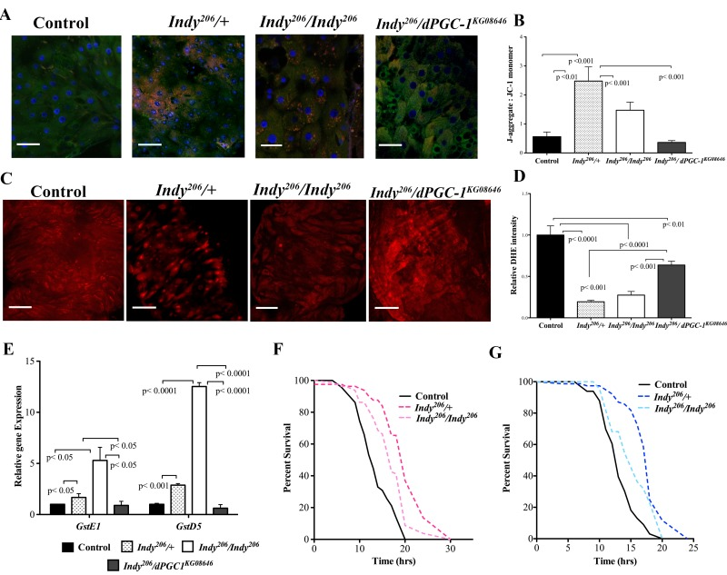 Indy mutants have reduced ROS levels and increased oxidative stress resistance. (A) Visualization of JC-1 dye in female yw control, Indy206/+, Indy206/Indy206 and Indy206/dPGC-1KG08646 mutant flies at 40 days. Indy mutant flies show increased mitochondrial membrane potential compared to controls and Indy206/dPGC-1KG08646 mutants. Scale bar represents 1μm (B) Ratio of red JC-aggregates to green JC-1 monomer. Indy206/+ and Indy206/Indy206 mutant flies have increased mitochondrial membrane potential shown by increased red:green JC-1 ratiocompared to control and Indy206/dPGC-1KG08646 mutants (p10 guts per genotype, compared by Mann-Whitney U test) (C) Positive DHE staining for ROS in compressed Z-stack of female control, Indy206/+, Indy206/Indy206 and Indy206/dPGC-1KG08646 mutant midgut flies at 40 days. Scale bar represents 1μm. (D) Mean DHE intensity in compressed Z-stack of female control, Indy206/+, Indy206/Indy206 and Indy206/dPGC-1KG08646 mutant midguts at 40 days. (p15 guts per genotype; Scale bar represents 1μm). (E) Levels of GstE1 and GstD5 mRNA in female yw control, Indy206/+, Indy206/Indy206 and Indy206/dPGC-1KG08646 mutant midgut tissue determined by qPCR. There is a significant increase (pIndy206 mutant midgut tissue at 20 days compared to control and Indy206/dPGC-1KG08646. Survival curves for female (F) and male (G) yw control, Indy206/+ and Indy206/Indy206 flies on 20mM paraquat. Indy206 mutants have increased resistance to oxidative stress compared to control.