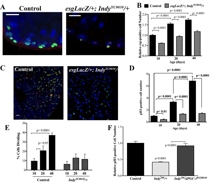 Indy mutations preserve ISC homeostasis. (A) Immunostaining for INDY (red) DAPI (blue nuclear) and β-galactosidase (green) in the midgut of female control (esgLacZ/+) and Indy mutant (esgLacZ;IndyYC0030/+) flies at 20 days at 40X. Scale bar represents 1μm. (B) Quantification shows reduced number of esg-positive cells in the esgLacZ; IndyYC0030/+ mutant female midgut throughout lifespan (p20). (C) Immunostaining for β-galactosidase activity (green), nuclear (blue) and pH3-positive cells (red) in control (esgLacZ/+) and the Indy mutant (esgLacZ/+;IndyYC0030/+) midgut tissue at 40 days. β-gal- positive cells represent ISC/EB populations and pH3-positive cells represent dividing cells. Scale bar represents 1μm. (D) Quantification of pH3-positive cells in the midgut of control (esgLacZ/+) and Indy (esgLacZ;IndyYC0030/+) mutant flies. There is increased cell division in female control midgut tissue throughout lifespan that is largely absent in esgLacZ; IndyYC0030/+ mutant females (p20). Error bars represent SEM. (E) Quantification of dividing cells in the midgut determined by the presence of pH3-positive immunostaining. There is increased cell division in female control midgut tissue throughout lifespan that is largely absent in esgLacZ; IndyYC0030/+ mutant females (p20). Error bars represent SEM. See Figures S4, S5 and Table S2. (F) Quantification of pH3- postive cells in the midgut of yw control, Indy206/+ mutant and Indy206/+/dPGC-1KG08646 female flies at 40 days. There are reduced dividing cells in the midgut of Indy mutant flies compared to control and Indy206/dPGC-1KG08646 midgut (p15). Error bars represent SEM.