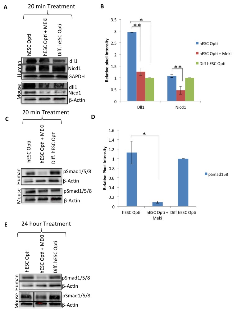 hESC-produced factors act on multiple biochemical pathways