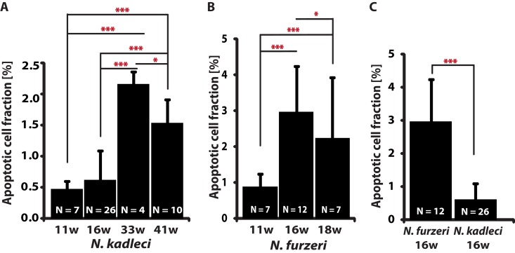 Apoptotic cells fraction (ACF) change with age in N. furzeri GRZ and N. kadleci